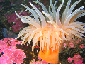 dive site Sea anemones