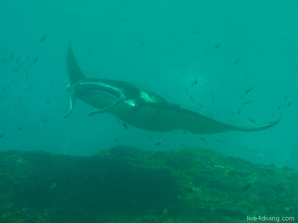 scuba diving Manta ray