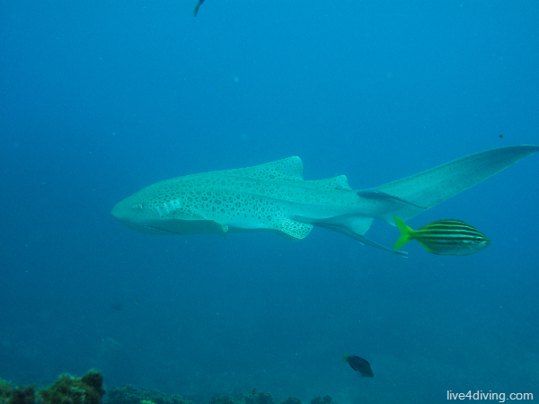 scuba diving Leopard Shark