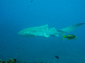 dive site Leopard Shark