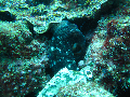 dive site Octopus