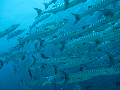 Barracuda searhc dive sites