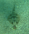 dive site Fiddler sting ray