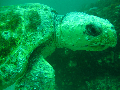 dive site Massive Turtle