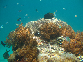 dive site Coral Reef