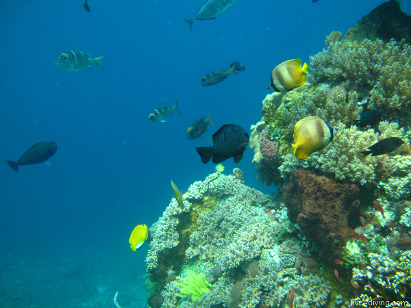 scuba diving Coral Reef