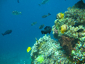 Coral Reef dive shop