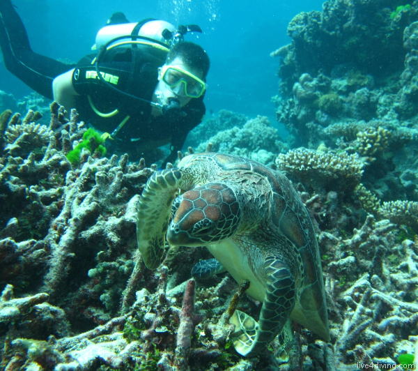 scuba diving Turtle with diver