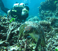 Turtle with diver coral