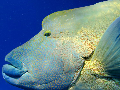 Large Wrasse scuba diver