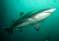 dive site Scuba Nurse Shark