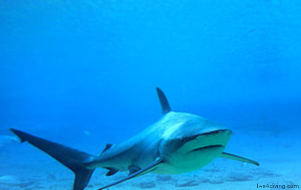 scuba diving Dusky shark