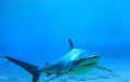 dive site Dusky shark