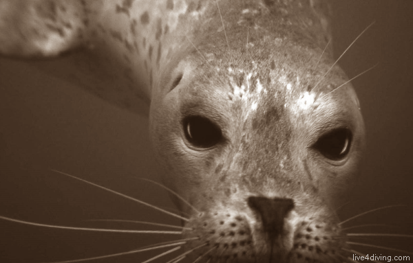 scuba diving Seal Close Up