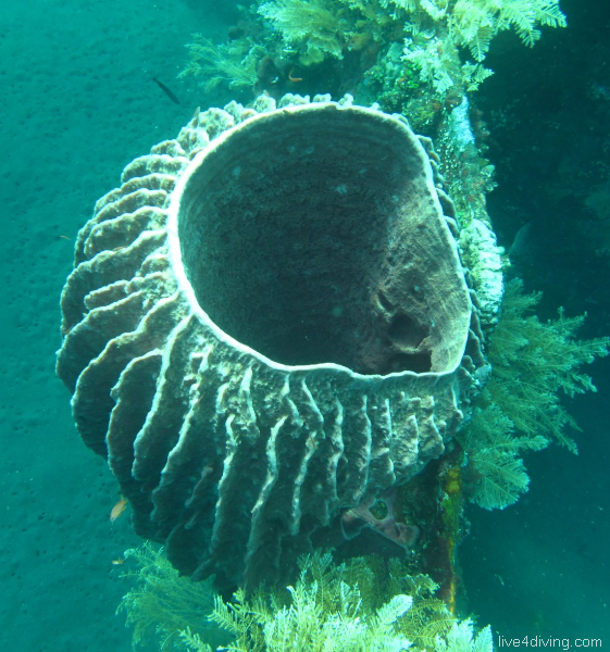 scuba diving Coral scuba diving