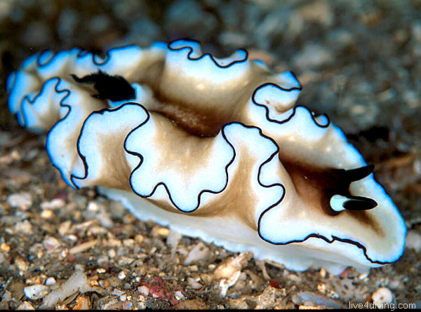 scuba diving Nudibranch scuba