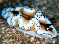 Nudibranch scuba fun diving