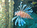 dive site Lionfish