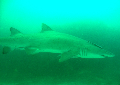 dive site Grey Nurse Shark