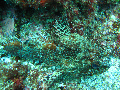 dive site Stonefish
