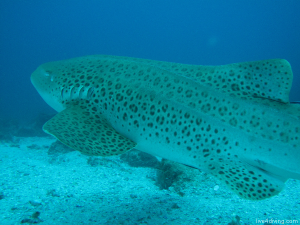 scuba diving Leopard shark