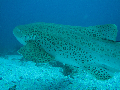 dive site Leopard shark