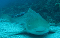 dive site Leopard Shark