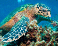 Close Up Turtle padi diving