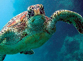 dive site Turtle Swimming