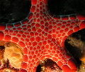 dive site Star Fish Closeup