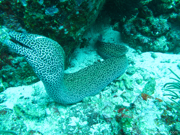 scuba diving Honey comb eel