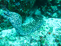 dive site Honey comb eel