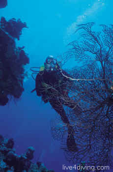 scuba diving Gemini Wreck