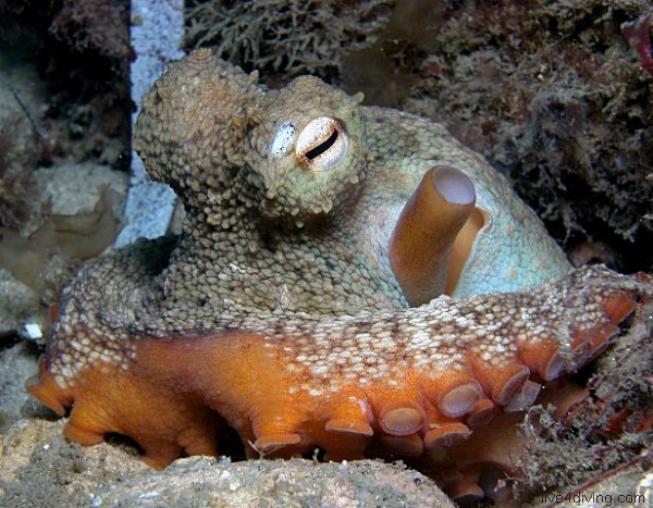 scuba diving Sydney Octopus