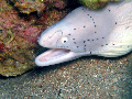 White Eel divve scuba 