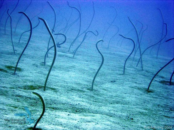 scuba diving Garden Eels