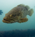 Giant Cod scuba nifo