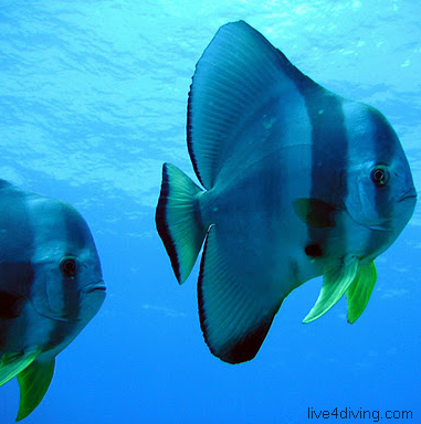 scuba diving Batfish
