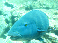 dive site Blue Grouper