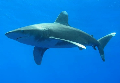 dive site Oceanic Shark