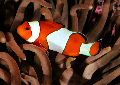 dive site Clown Fish