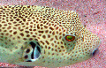 dive site Puffer Fish