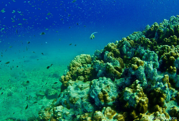 scuba diving Reef