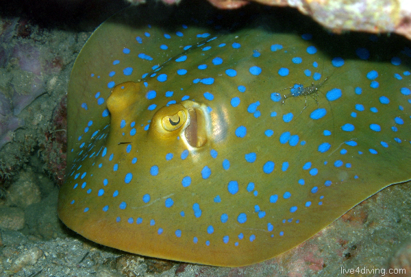 scuba diving Blue Spot Sting Ray 