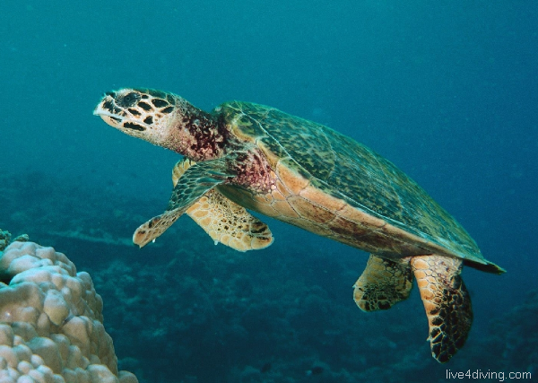 scuba diving Hawksbill turtle