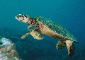 Hawksbill turtle scuba info