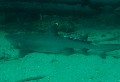 dive site White Tip Reef Shark