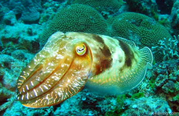 scuba diving Cuttlefish colours