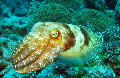 Cuttlefish colours under water diving