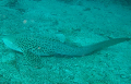 Leopard Shark pro  scuba